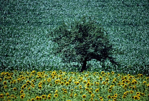 CSunflowers_maise