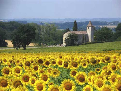 sunflowers-church-2web